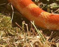 Fire the Corn Snake