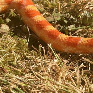 Fire the Corn Snake