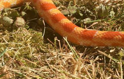 Fire the Corn Snake