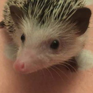 Rhubarb the African Pygmy Hedgehog