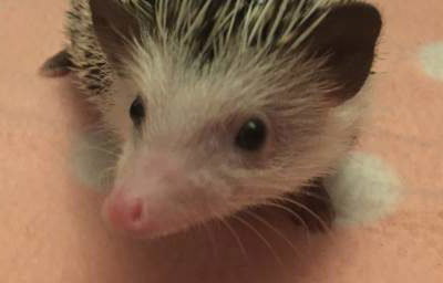 Rhubarb the African Pygmy Hedgehog