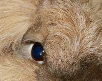 Fluffy the Lionhead Rabbit