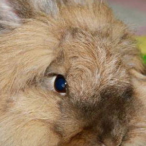 Fluffy the Lionhead Rabbit