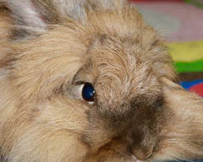 Fluffy the Lionhead Rabbit