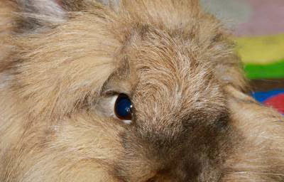 Fluffy the Lionhead Rabbit