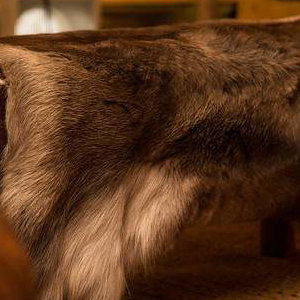Reindeer skin throw