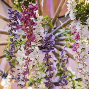 Wisteria_upclose