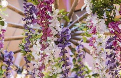 Wisteria_upclose