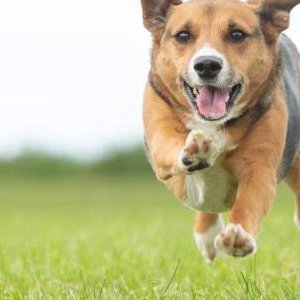 Your visit can include our very own 'Party Pooch', Chip! Perfect for SEN and care home visits - or for any other occasion!