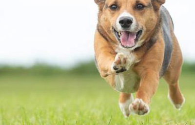 Your visit can include our very own 'Party Pooch', Chip! Perfect for SEN and care home visits - or for any other occasion!