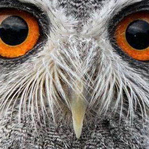 Meet an owl!