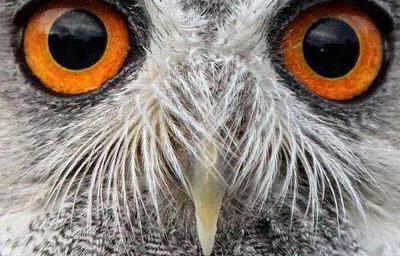 Meet an owl!