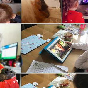 ZOOm, virtual animal encounters now available!