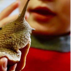 Meet the Worlds largest species of snail!