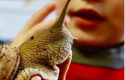 Meet the Worlds largest species of snail!