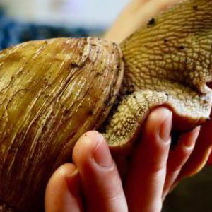 Meet the Worlds largest species of snail!