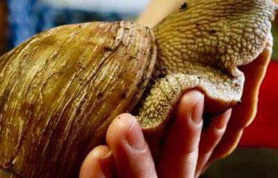 Meet the Worlds largest species of snail!