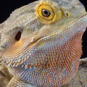 mushu