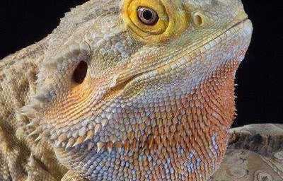 mushu