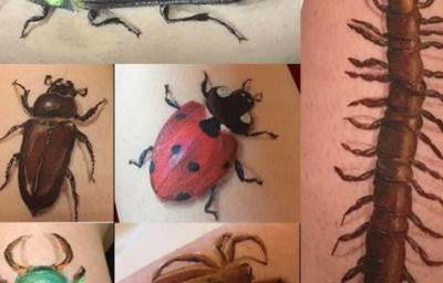 insects