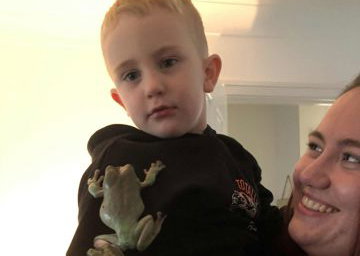 The tree frogs