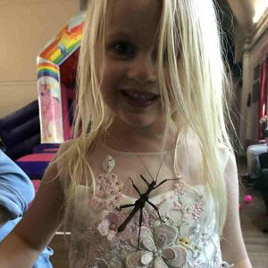 The giant stick insects