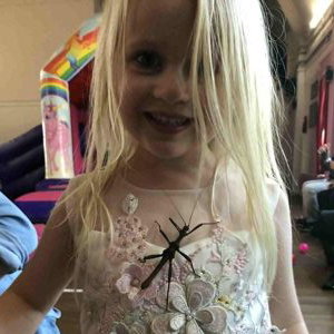 The giant stick insects