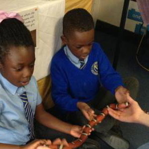 A very brave pupil holding Yazzoo the milk snake