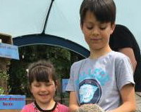 cute little hedgehogs!
