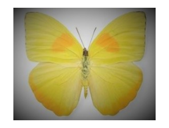 Yellow Butterfly Cakes & Sugarcraft logo