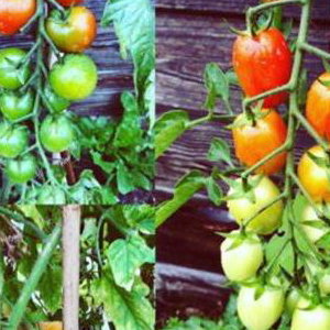 Tomatoes 2019