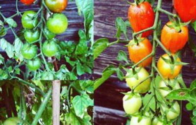 Tomatoes 2019