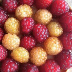 Garden Raspberry tart 2018 