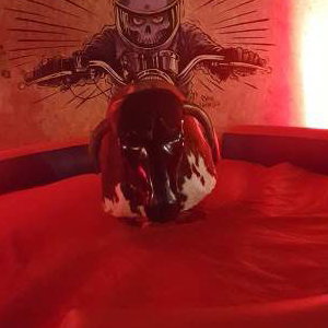 bull newcastle