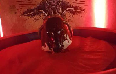 bull newcastle