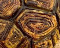 Tortoise