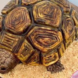Tortoise