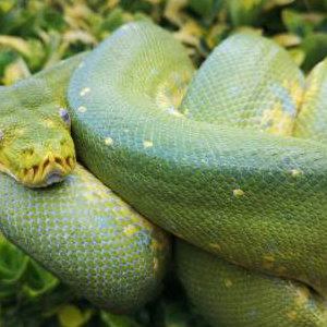 Tyrell - Green Tree Python 7