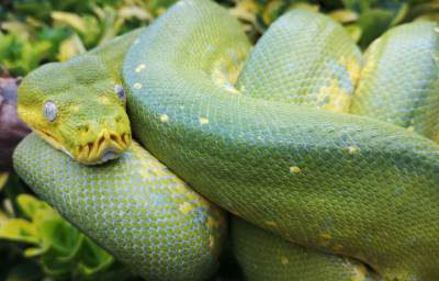 Tyrell - Green Tree Python 7