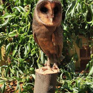 Twyla - Black Barn Owl 2