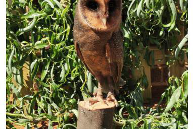 Twyla - Black Barn Owl 2