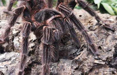 Thatch - Salmon Pink Bird Eater Tarantula 3