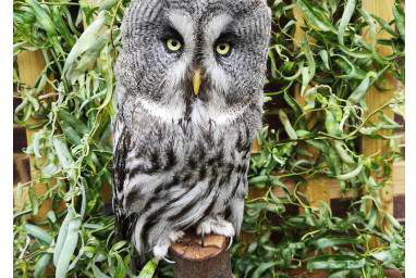Socrates - Great Grey Owl 3