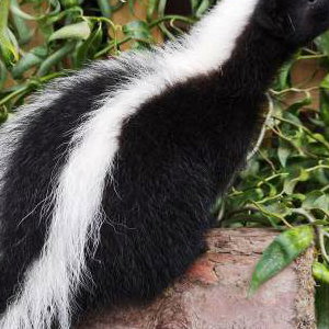 Rey - Striped Skunk 5
