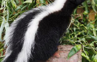 Rey - Striped Skunk 5