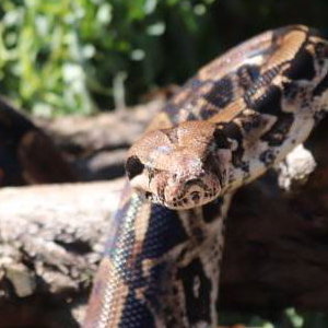 Muggle - Boa Constrictor
