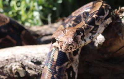 Muggle - Boa Constrictor