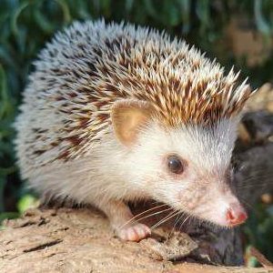 Mrs Pricklepants - African Pygmy Hedgehog