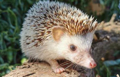 Mrs Pricklepants - African Pygmy Hedgehog