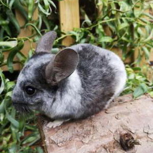 Mobius - Chinchilla 6
